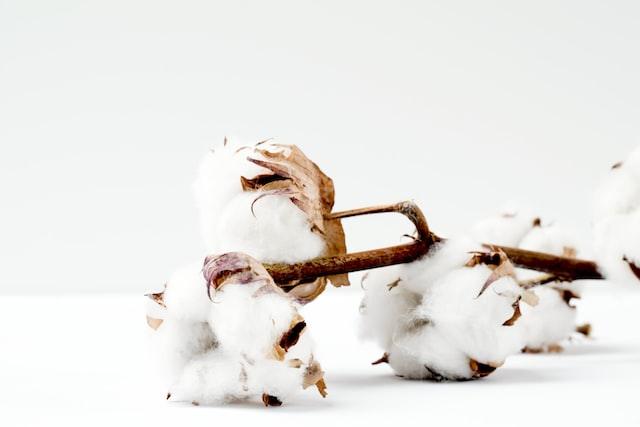 Clean cotton on a white table in a white background